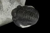Two Detailed Gerastos Trilobite Fossils - Morocco #119012-9